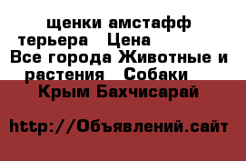 щенки амстафф терьера › Цена ­ 30 000 - Все города Животные и растения » Собаки   . Крым,Бахчисарай